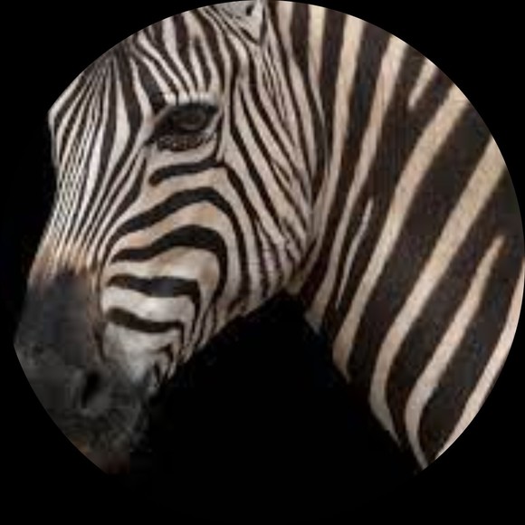 zebra_4